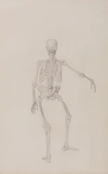 Vergleichende anatomische Darstellung der Struktur des menschlichen Körpers mit der eines Tigers und einer Kuh